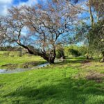 LittleThompsonsCreek_v2