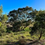 ThompsonRunPADDOCK_v2