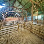 ShearingShed12