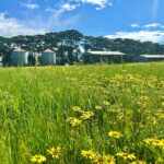 TheSilosHayShedTractorShed8