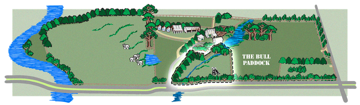 The Bull Paddock
