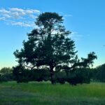 ThompsonRunPADDOCK_v3