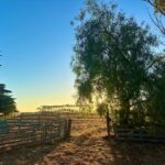 CATTLEandSHEEPyards1