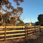 CATTLEandSHEEPyards2